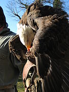 12.9.09 Weißkopf­seeadler