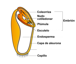 Poaceae: Fenoloxía, Sistemes reproductivos, Ecoloxía