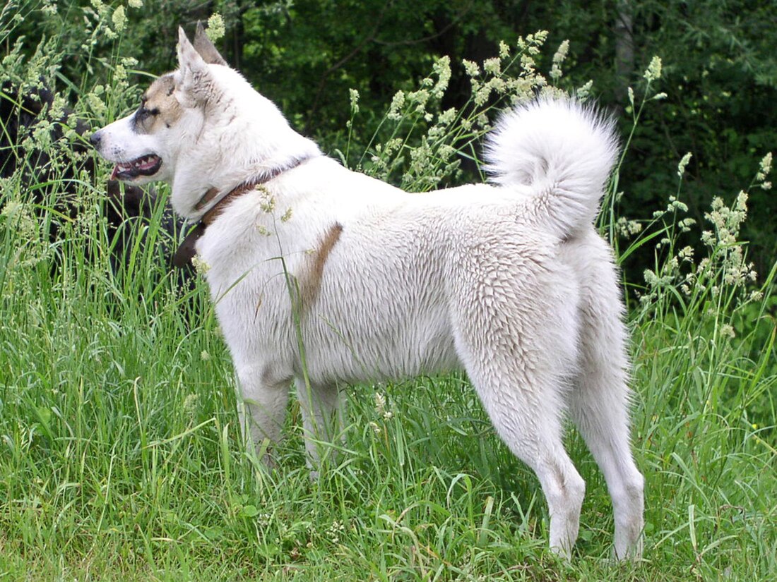 Laika (Hunderasse)