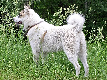 Tập_tin:West_Siberian_Laika.jpg