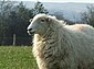White Welsh Mountain sheep.jpg