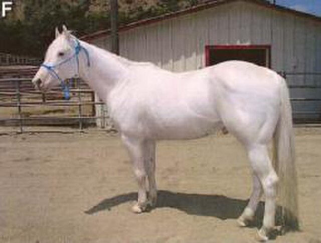 The Camarillo White Horse breed has a dominant white coat attributed to the W4 mutation.