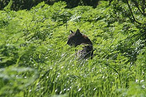 Rotluchs: Erscheinungsbild, Verbreitung, Lebensraumansprüche