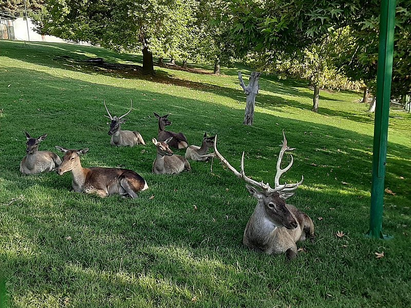 File:Wild life park melat.jpg