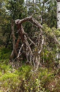 Dead Tree Wildseemoor Kaltenbronn