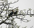 Wreathed Hornbill (Aceros undulatus) possibly on Semal (Bombax ceiba) at Jayanti, Duars, West Bengal W2 IMG 5784.jpg