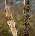 Wrightia tinctoria seeds in Hyderabad, India.