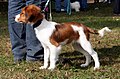 Polski: Szczenię płochacza holenderskiego na Krajowej Wystawie Psów Rasowych w Rybniku-Kamieniu. English: Kooiker Hound puppy during Dogs Show in Rybnik.