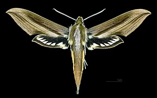 <i>Xylophanes schreiteri</i> Species of moth