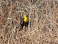 Thumbnail for File:Yellow-headed Blackbird, Provost, Alberta (8713716729).jpg