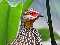 Francolin, Yellow-necked Francolinus leucoscepus