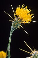 The yellow star thistle competes with Yosemite's native plants. Yellow star thistle.jpg