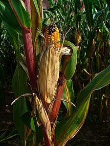 Zea mays Infrutescence