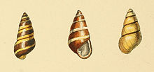 Zoologické ilustrace Achatinella pulcherrima.jpg