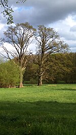 Two English oaks Lübeck Stecknitz Naturdenkmal.jpg