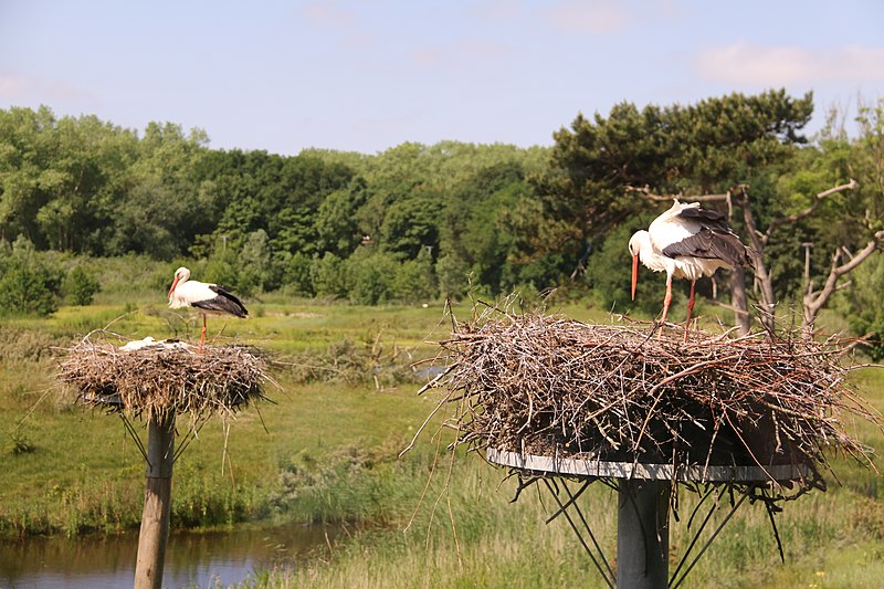 File:Zwin Natuur Park 16.jpg