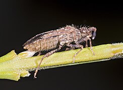 Strobilotoma typhaecornis Lateral view