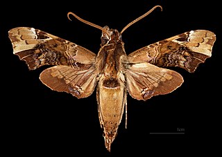 <i>Unzela pronoe</i> Species of moth