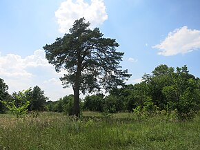 Губаревская усадьба дворян Шахматовых, вековое дерево