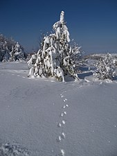 Зима в Криму, 2012