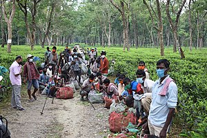 ডিজু চাহ বাগিচা