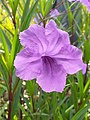 Ruellia simplex di Taiwan