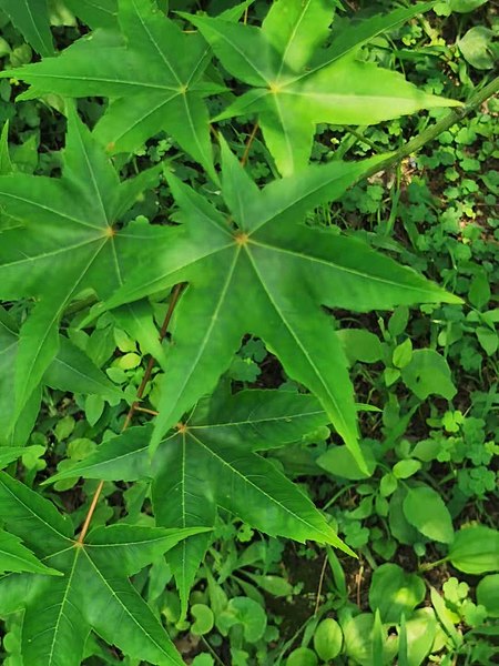 File:青楓 Acer serrulatum 20210117174639 09.jpg