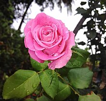 Cor-de-rosa – Wikipédia, a enciclopédia livre