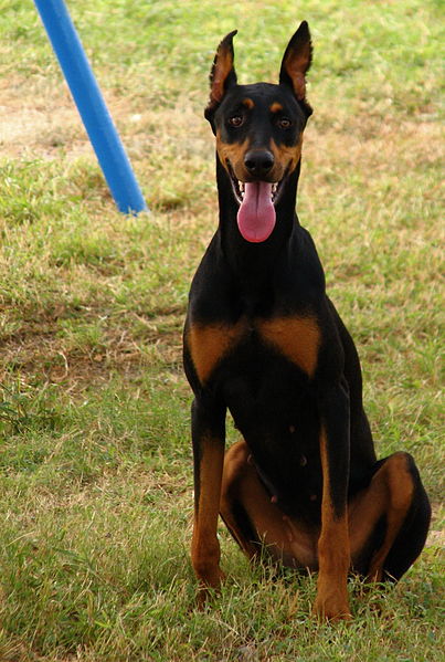 File:03 Dobermann sitstay.jpg