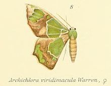 08-Archichlora viridimacula Warren, 1898. JPG