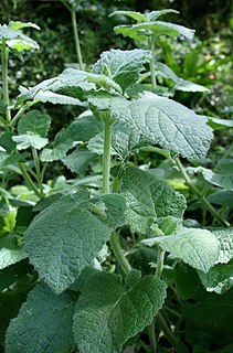 <i>Salvia przewalskii</i> species of plant