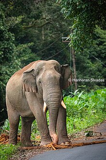 Kabali Elephant : Elephant roaming the forest area between Athrappilly-Vazhachal-Malakkappara sector 125A2926.jpg