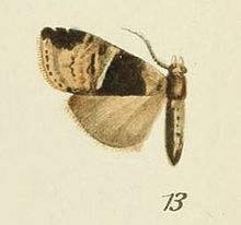 13-Gargettoscrancia albolineata (סטרנד, 1912) .JPG