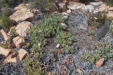 Carpobrotus mellei is adapted to the high sandstone mountains of the southern Cape, South Africa 1 Carpobrotus mellei - Robertson mountains habitat.jpg