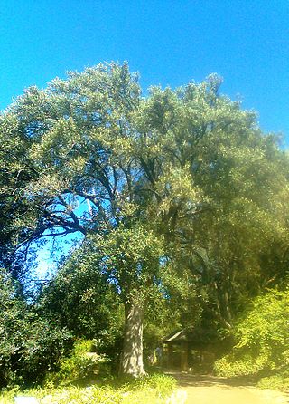 <i>Kiggelaria</i> Genus of trees