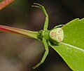 Krabbenspinne - Ebrechtella tricuspidata, Weibchen