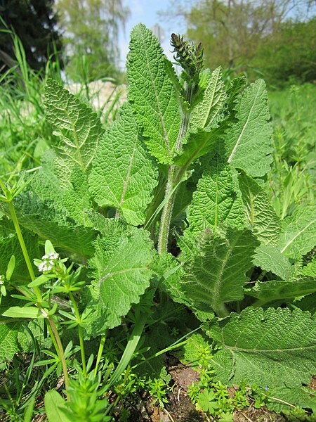 File:20130502Salvia pratensis3.jpg