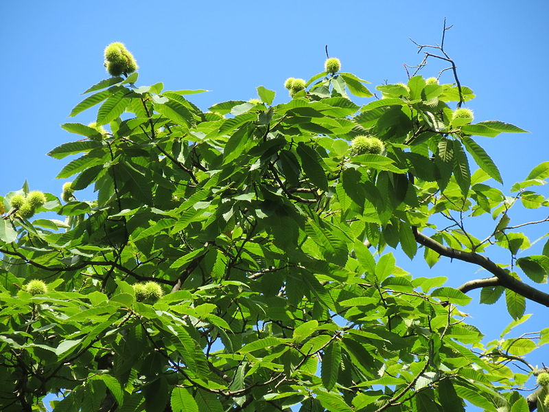 File:20130821Castanea sativa6.jpg