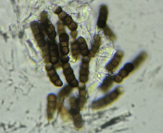 <i>Torula herbarum</i> Species of fungus