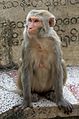 20160802 - Rhesus macaque - Mount Popa, Myanmar - 7020.jpg