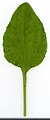 * Nomination Plantago. Leaf adaxial side. --Knopik-som 00:20, 15 October 2021 (UTC) * Promotion  Support Good quality -- Johann Jaritz 02:51, 15 October 2021 (UTC)