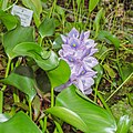 * Nomination Waterhyacinth (Pontederia crassipes) in the green-house of the Botanical Garden in Munich --FlocciNivis 18:15, 6 October 2023 (UTC) * Promotion Can you reduce the highlights a bit? --Poco a poco 22:44, 6 October 2023 (UTC)  Done --FlocciNivis 08:58, 7 October 2023 (UTC)  Support Good quality. --Poco a poco 15:21, 7 October 2023 (UTC)