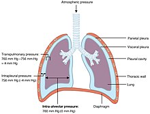 Image illustrating transpulmonary, intrapleural and intra-alveolar pressure 2315 Intrapulmonary and Intrapleural Pressure.jpg