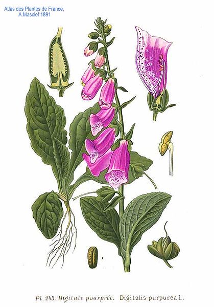 File:245 Digitalis purpurea L.jpg