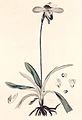 Paphiopedilum insigne (as syn. Cypripedium insigne) plate 32 in: John Lindley: Collectanea botanica, London (1821)