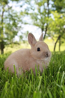 Netherland Dwarf Rabbit Wikipedia