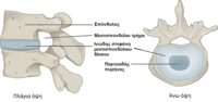 Μικρογραφία για το Μεσοσπονδύλιος δίσκος