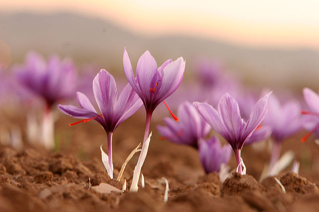 Crocus flowers which yield red saffron stigmas