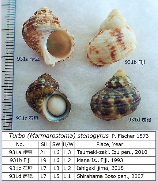 File:9 Marmarostoma stenogytus x4.jpg