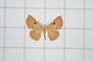 <i>Corgatha trichogyia</i> Species of moth